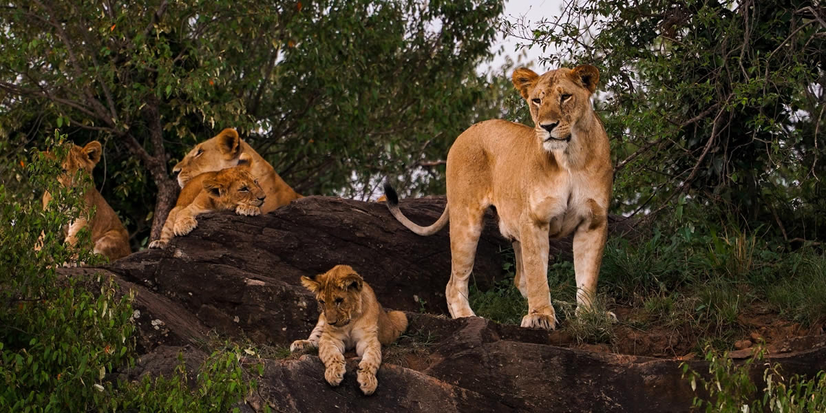 Uganda vs Rwanda: Which Is Best for First-Time Visitors?