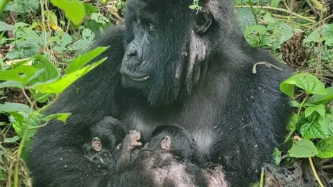 Rare Mountain Gorilla Twins Born in Virunga National Park | Conservation Hope