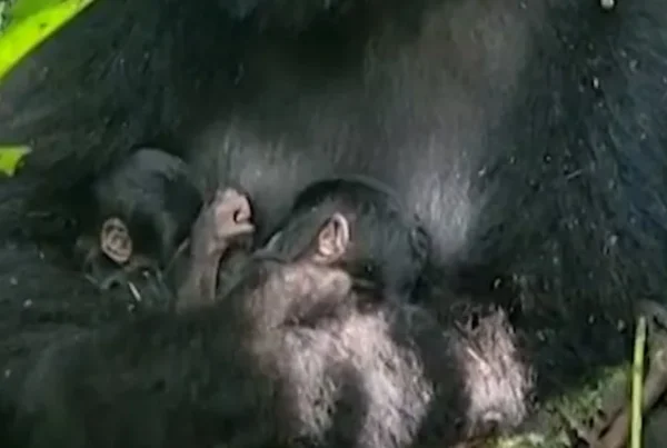 Rare Mountain Gorilla Twins Born in Virunga National Park | Conservation Hope