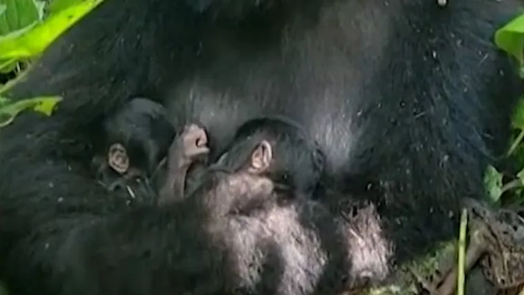 Rare Mountain Gorilla Twins Born in Virunga National Park | Conservation Hope