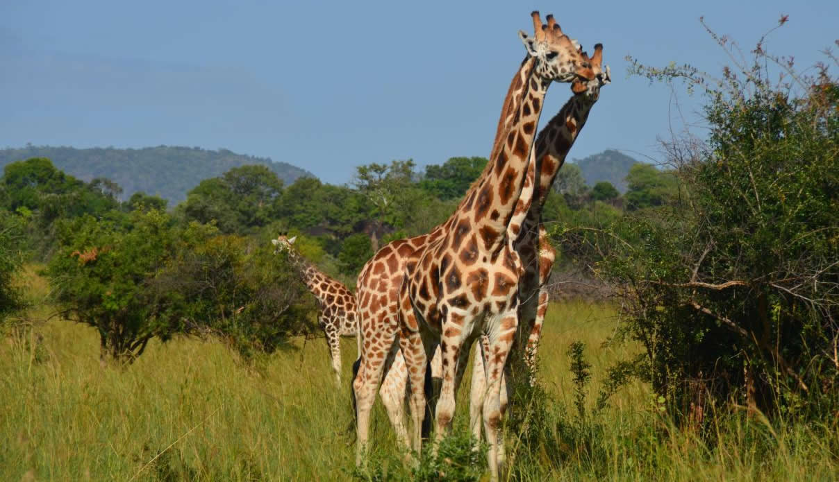 7-Day Unmatched African Safari