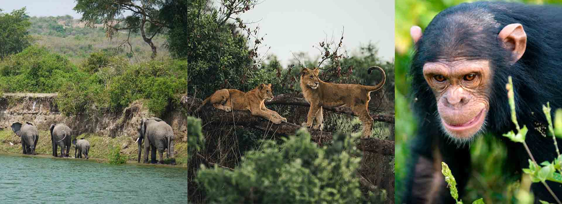 7-Day Unmatched African Safari