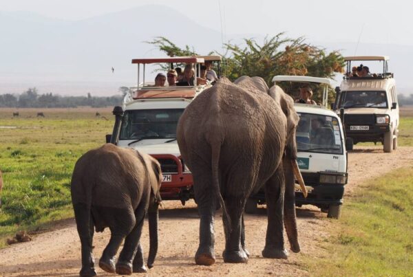 7-Day Unmatched African Safari