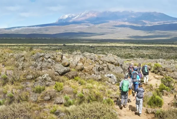 8 Days Lemosho Route – Climb Mount Kilimanjaro