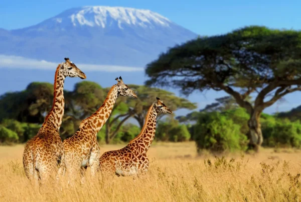 Africa Safari Packages