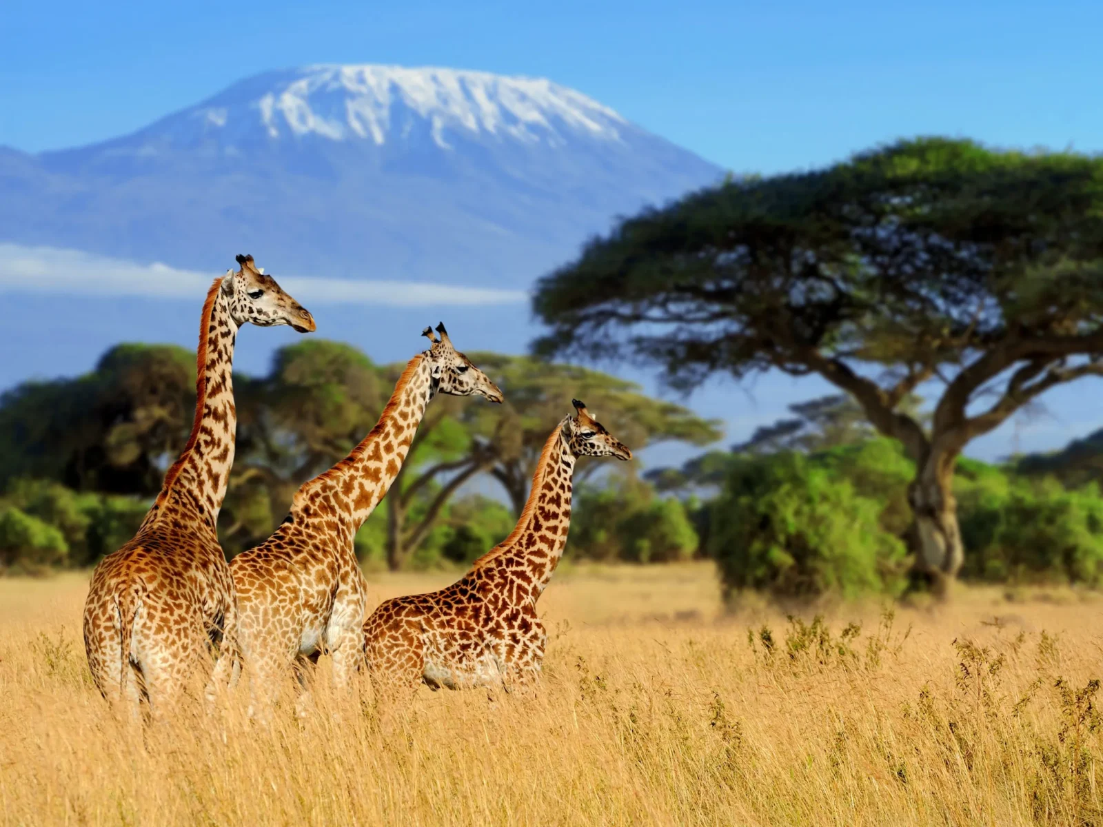 Africa Safari Packages