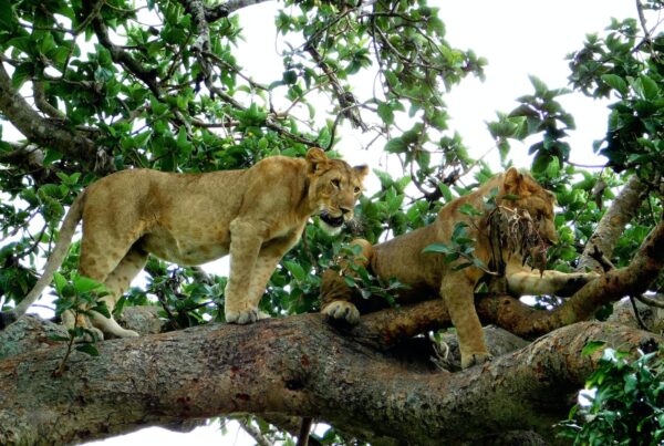 Africa safari destinations