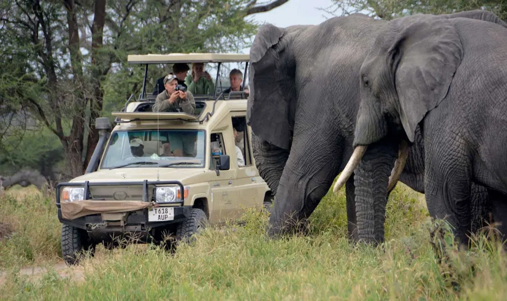 Africa wildlife tours