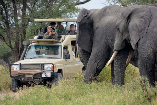 Africa wildlife tours