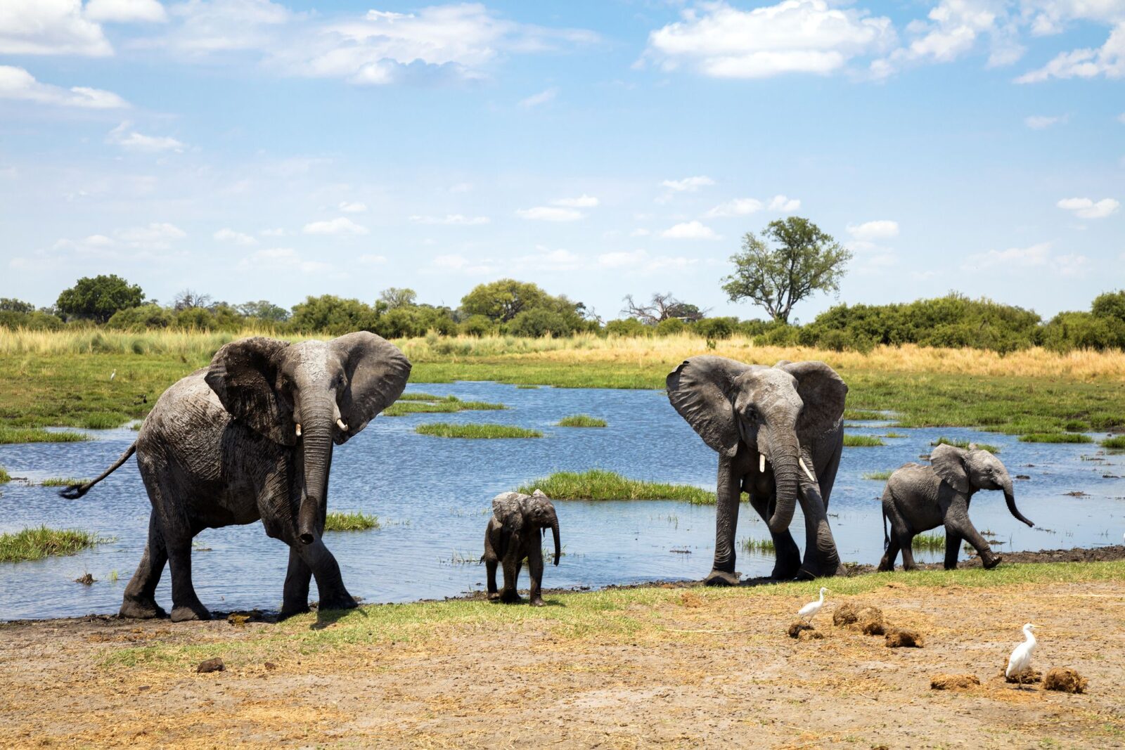 Africa wildlife tours