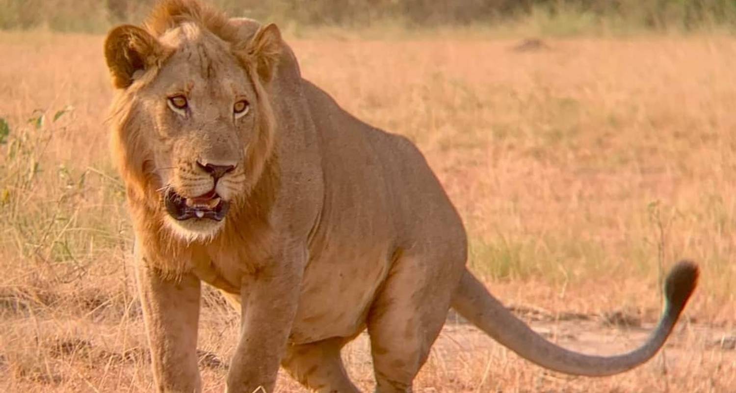 Africa wildlife tours