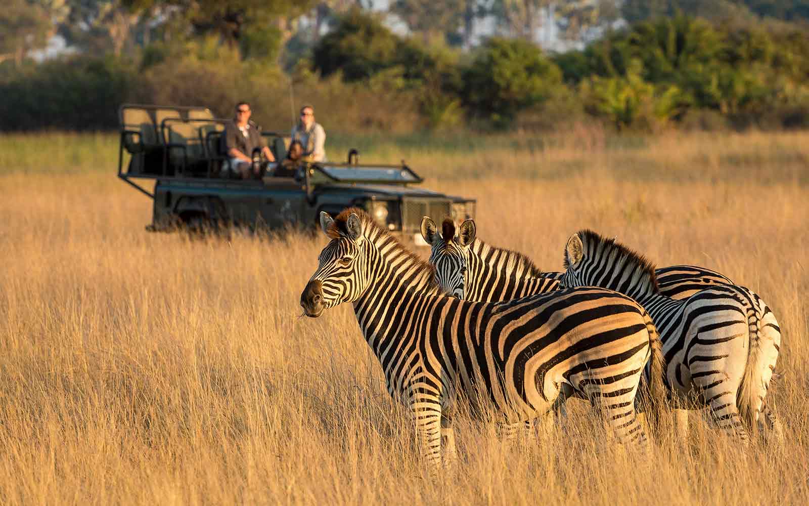 Africa wildlife tours