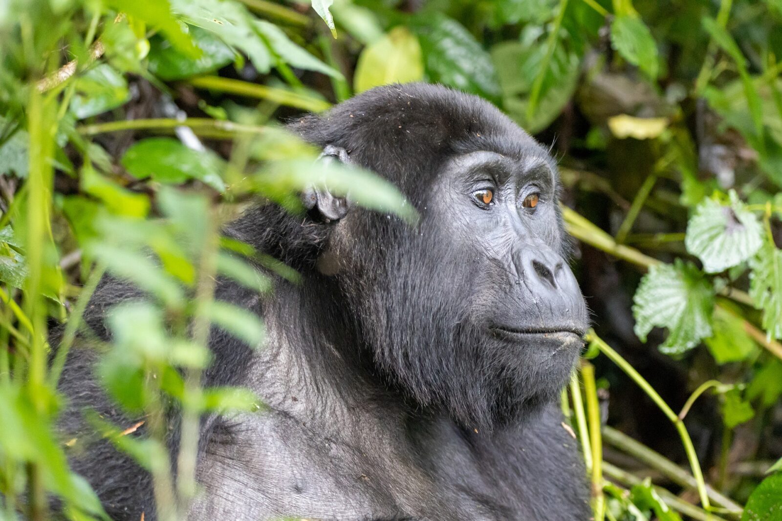 An Exceptional 3 Day Gorilla Trek
