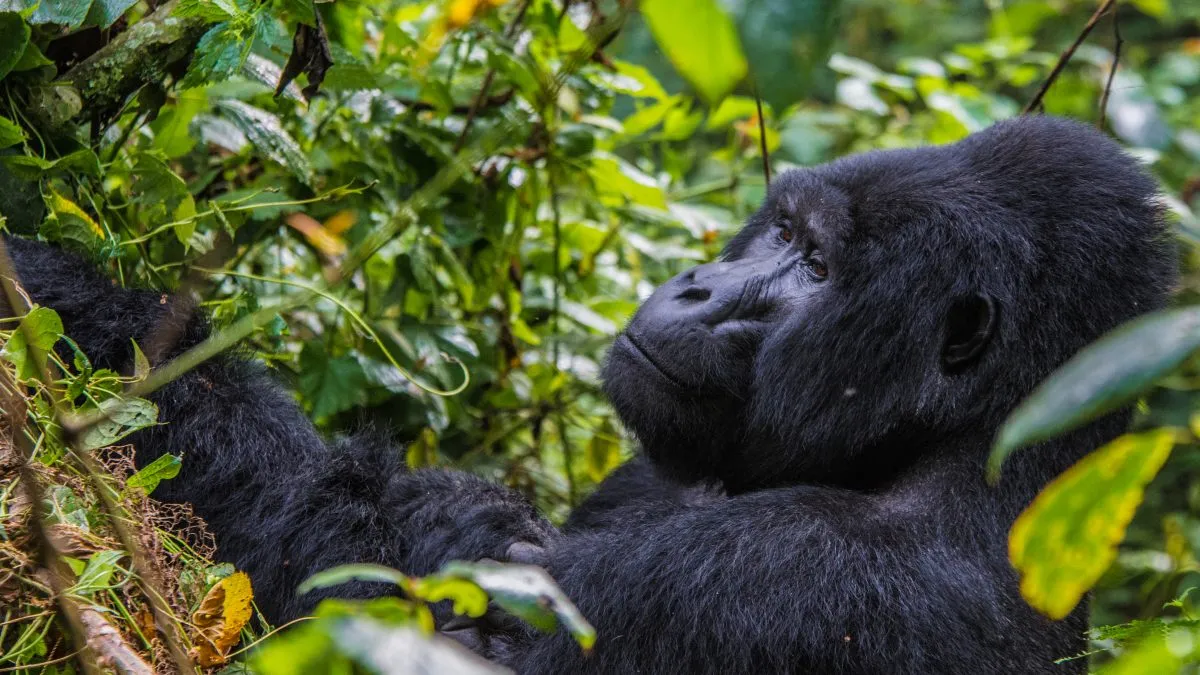An Exceptional 3 Day Gorilla Trek