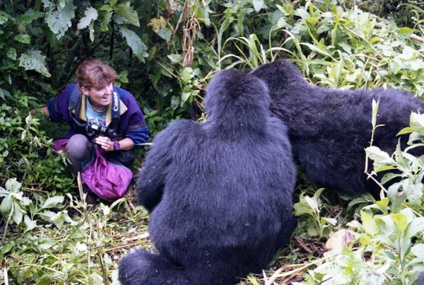 An Exceptional Gorilla Trek