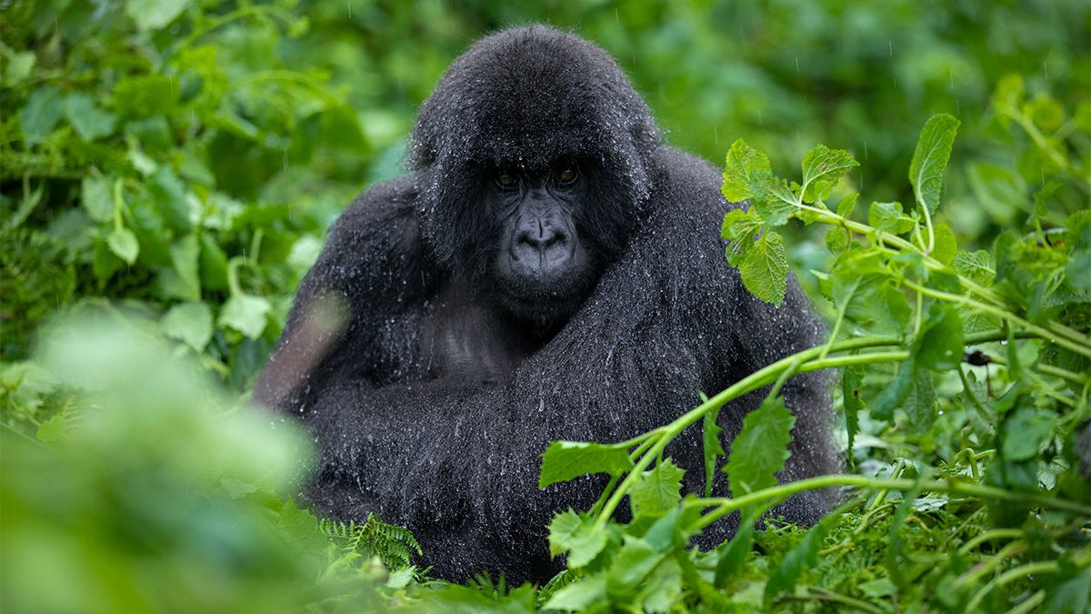 An Exceptional Gorilla Trek
