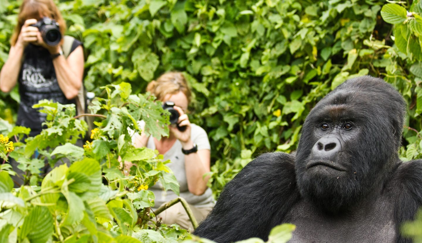 An Exceptional Gorilla Trek