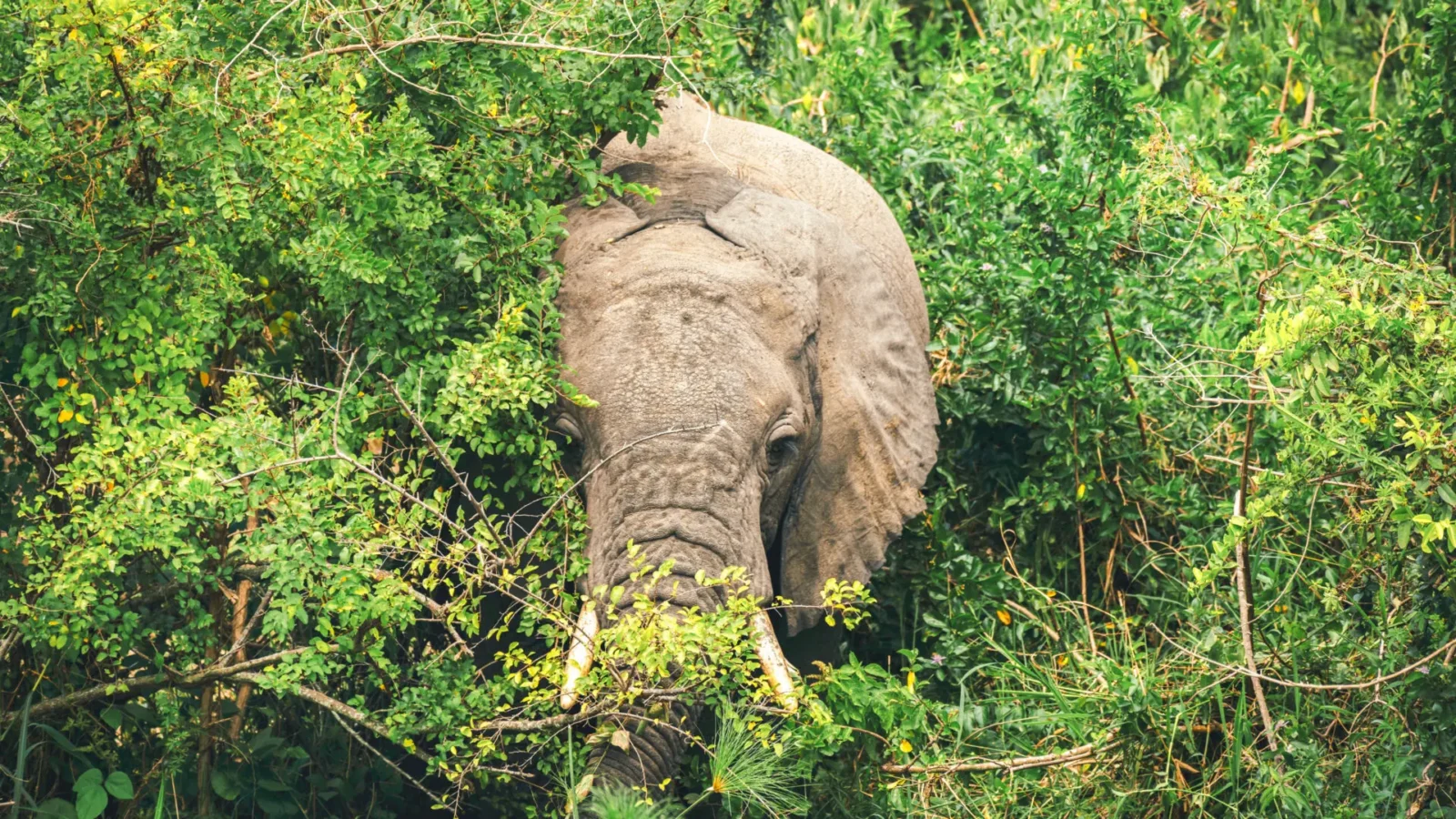 An Exceptional Honeymoon Safari