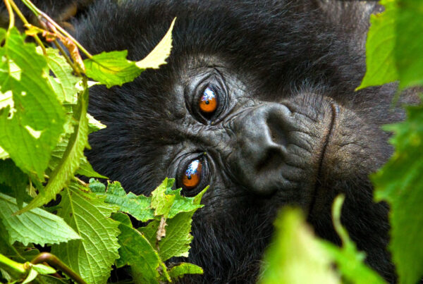 An Exceptional Honeymoon Safari