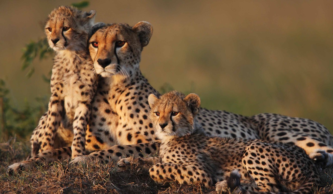 Best African Safaris