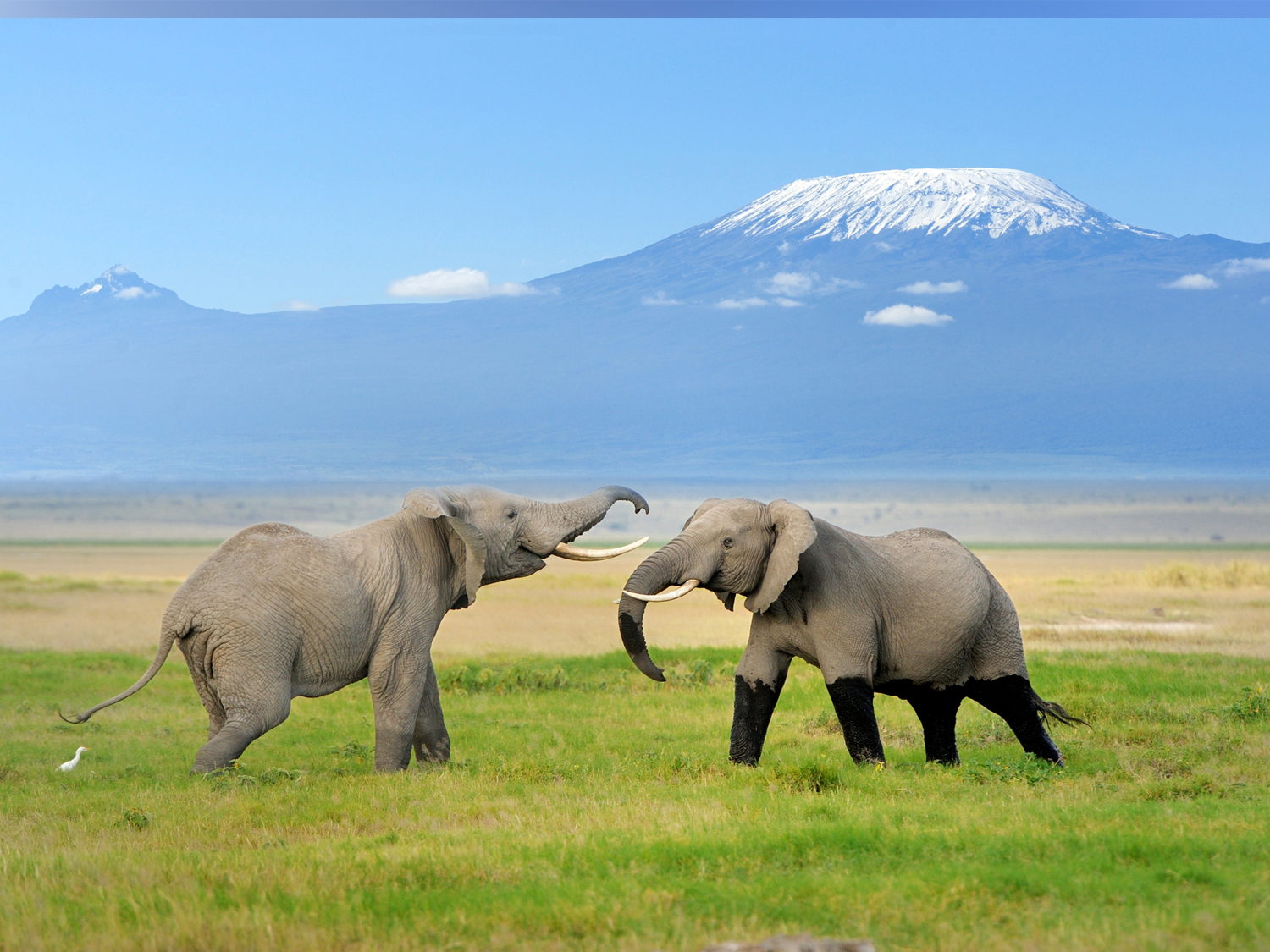 Best African Safaris