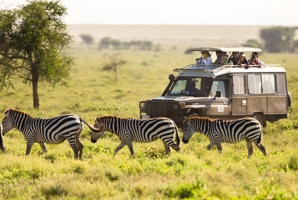 Budget African Safaris