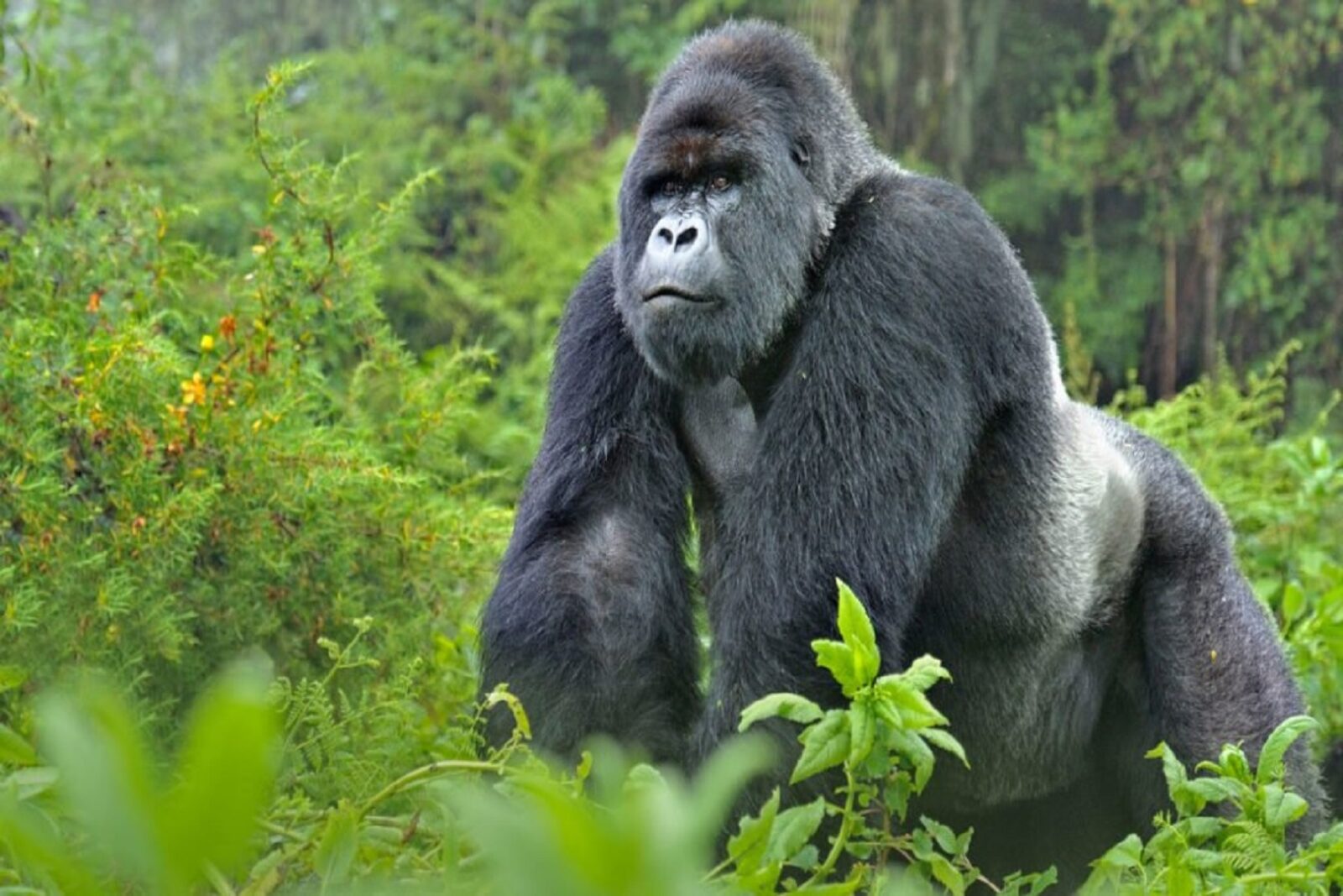 Gorilla Trekking Tours