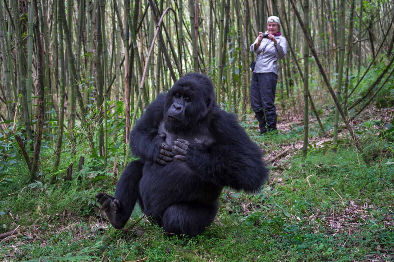 Gorilla Trekking Tours