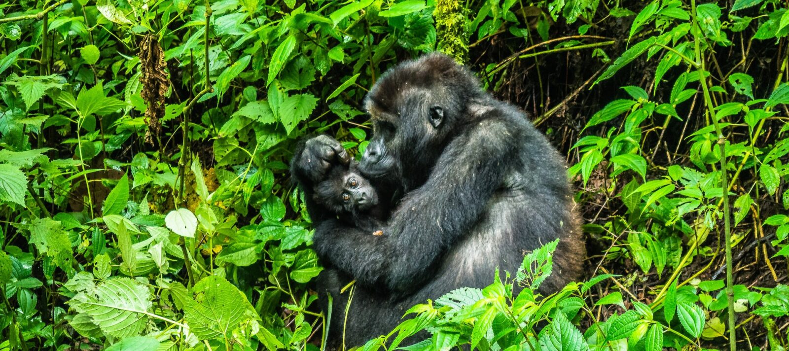 Gorilla Trekking Tours