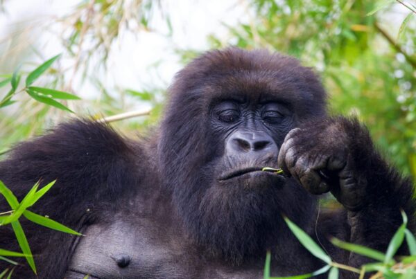 Gorilla Trekking in Africa