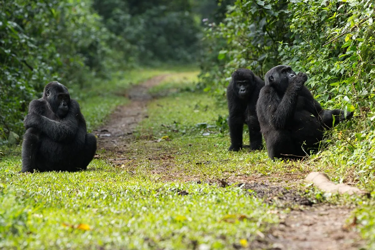 Gorilla Trekking in Africa