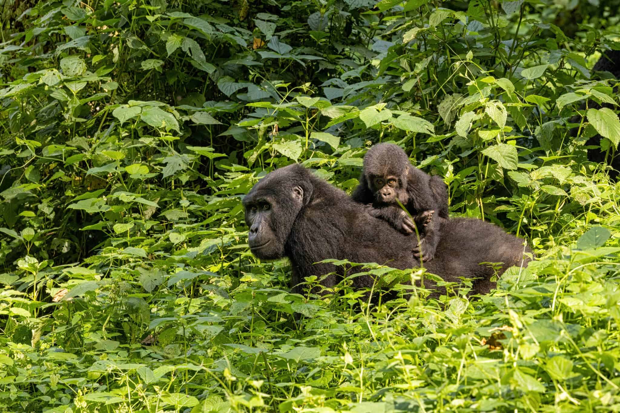 Gorilla Trekking in Africa