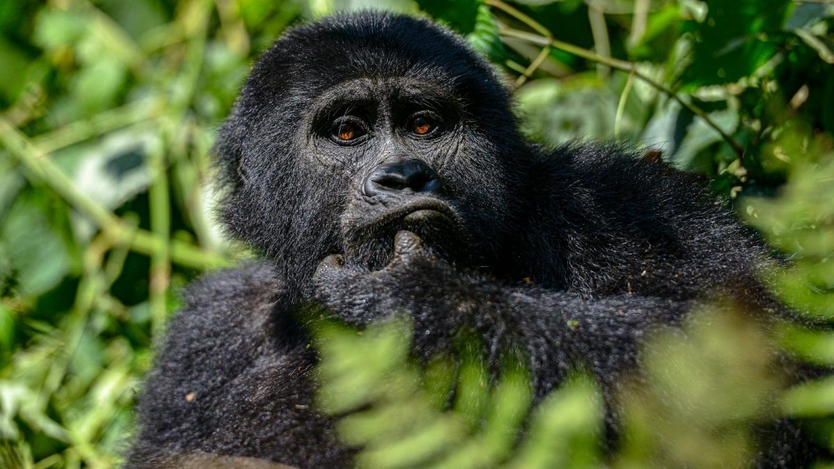 Gorilla and Wildlife Safaris