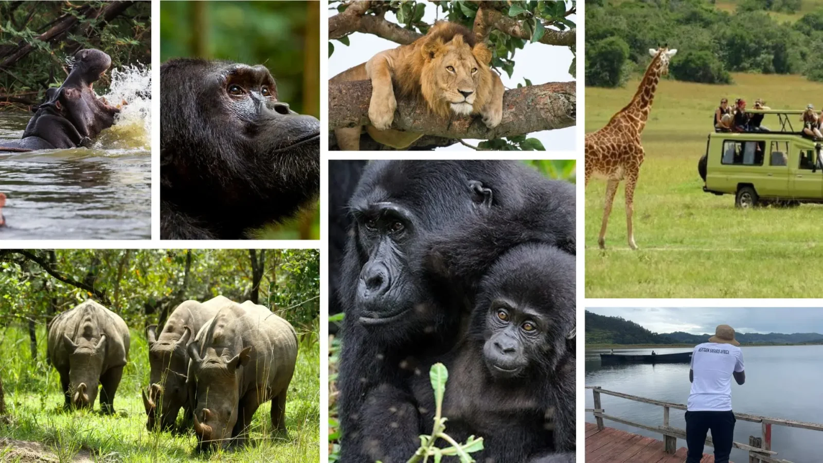 Gorilla and Wildlife Safaris