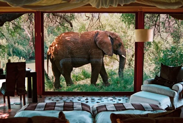 Luxury African Safaris