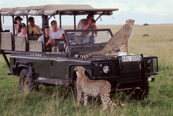 Maasai Mara Safari