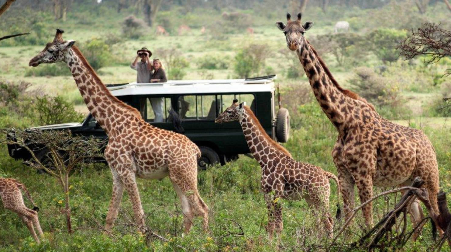 Maasai Mara Safari