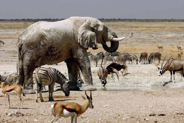 Namibia Safari