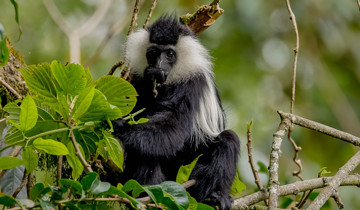 Primate Tracking Tours