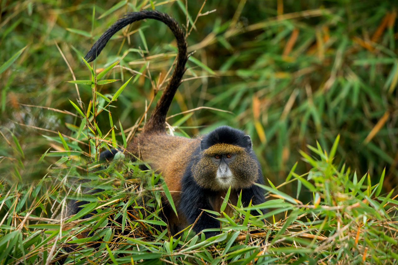 Primate Tracking Tours