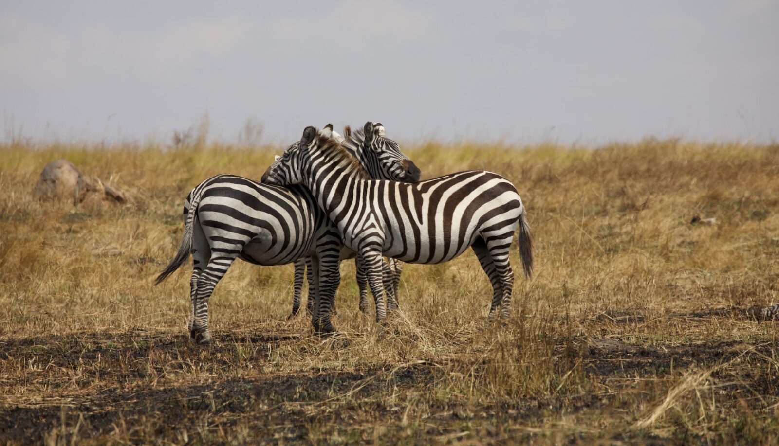 Rwanda Wildlife Safari