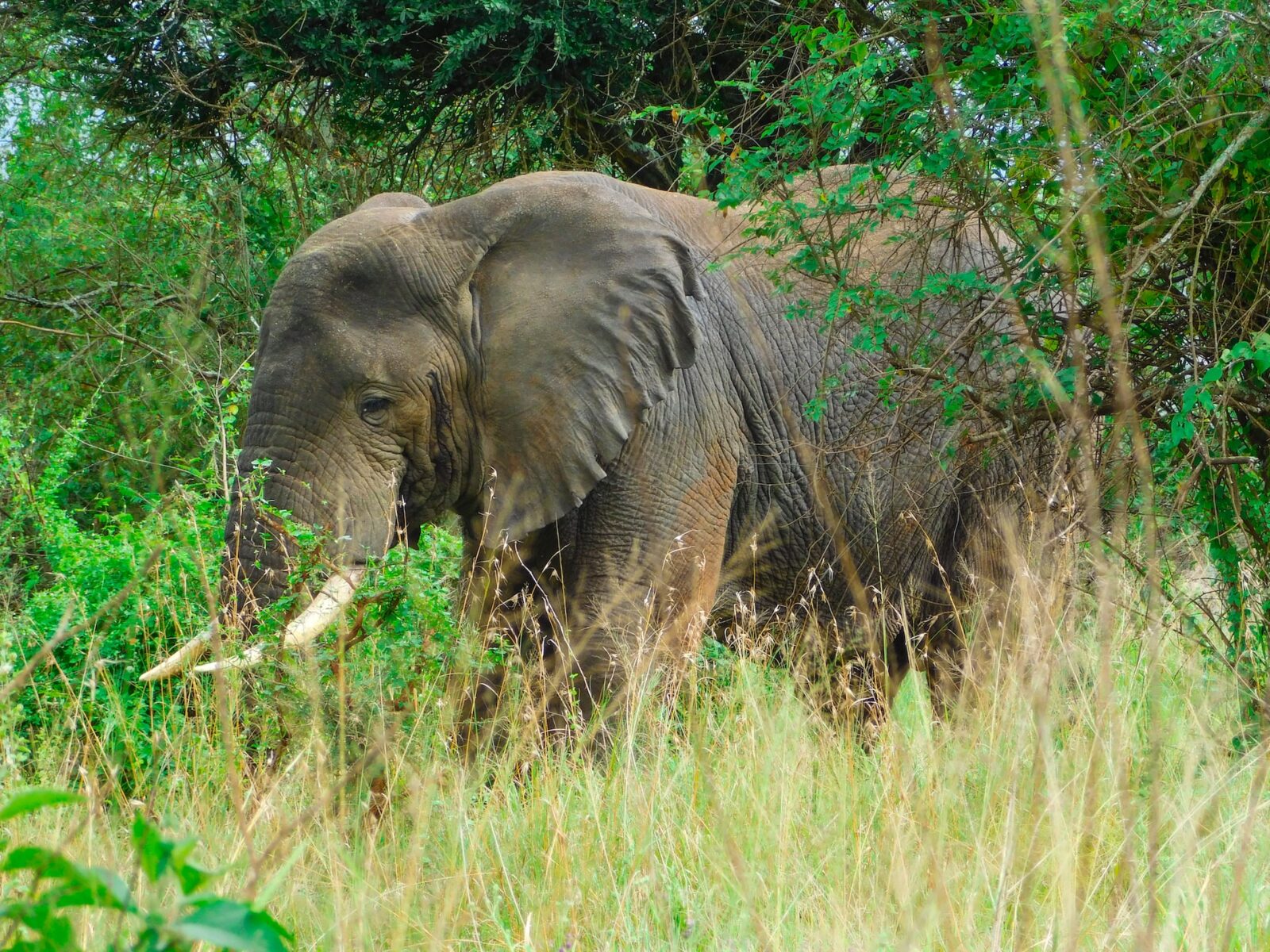 Rwanda Wildlife Safari