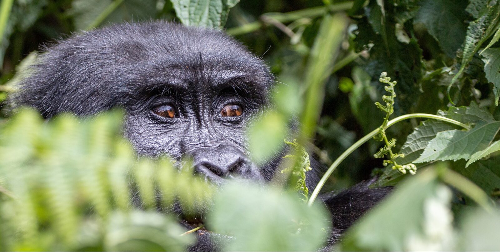 Rwanda Wildlife Safari
