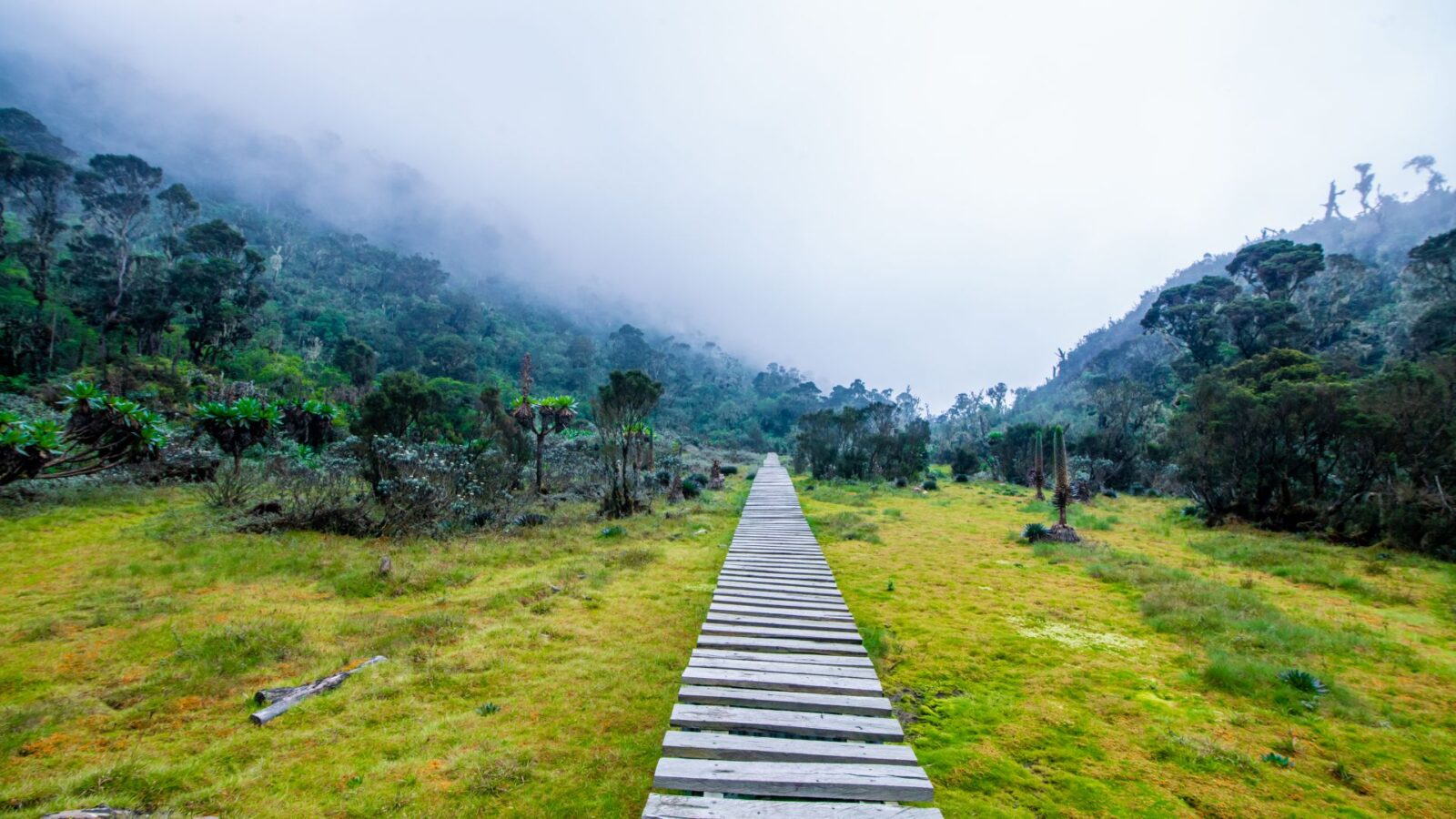 Rwenzori Mountains Kilembe Trail Climbing Itinerary (8–10 Days)