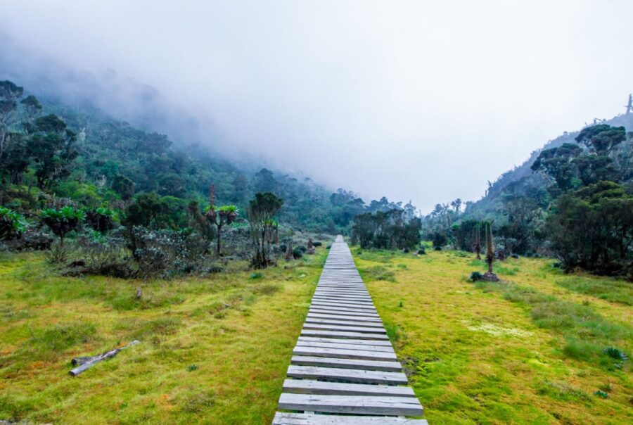 Rwenzori Mountains Kilembe Trail Climbing Itinerary (8–10 Days)