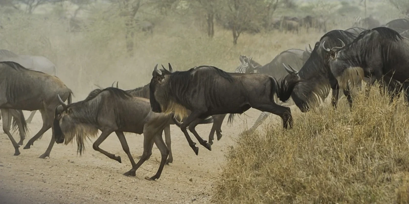Finest safari experience in the Serengeti