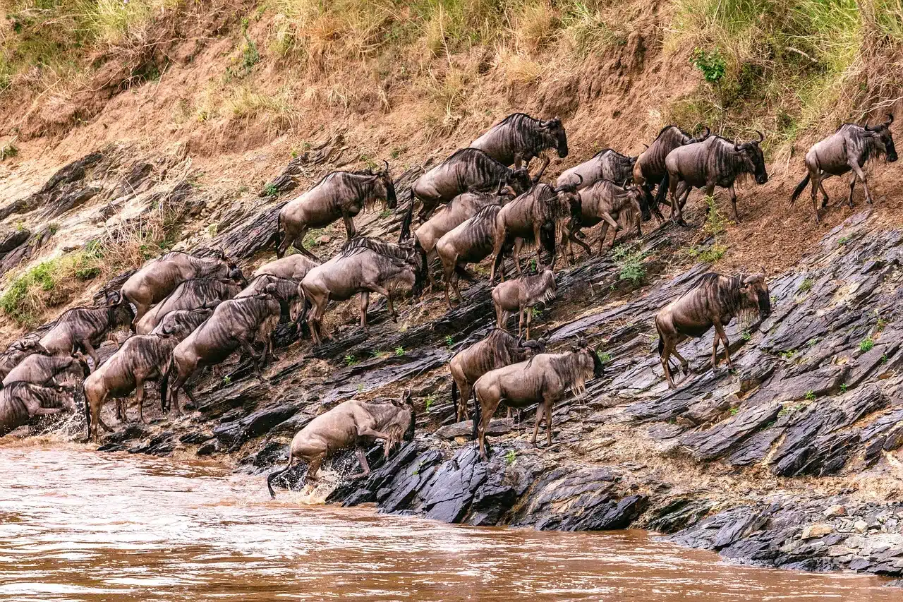Serengeti Migration