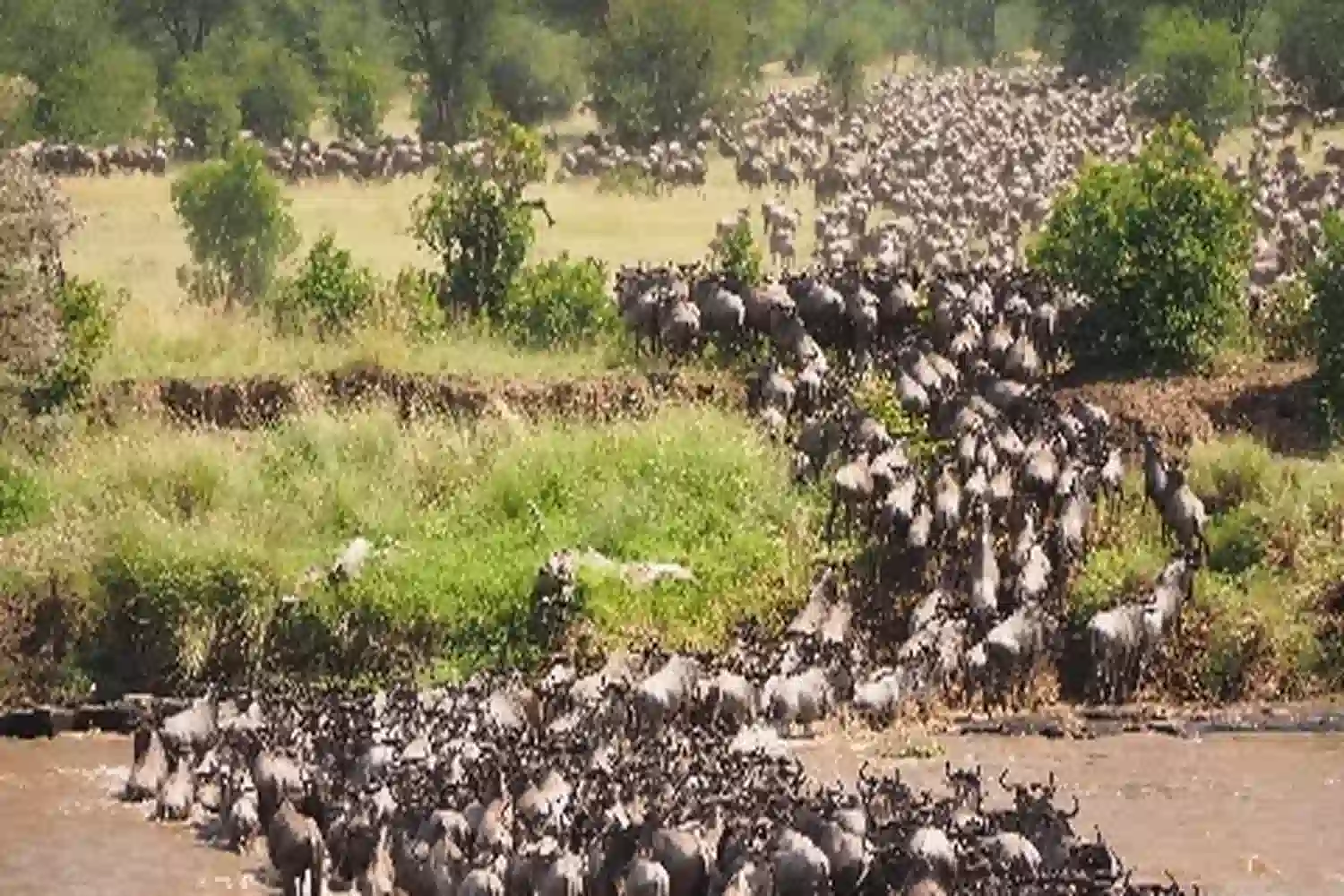 Serengeti Migration