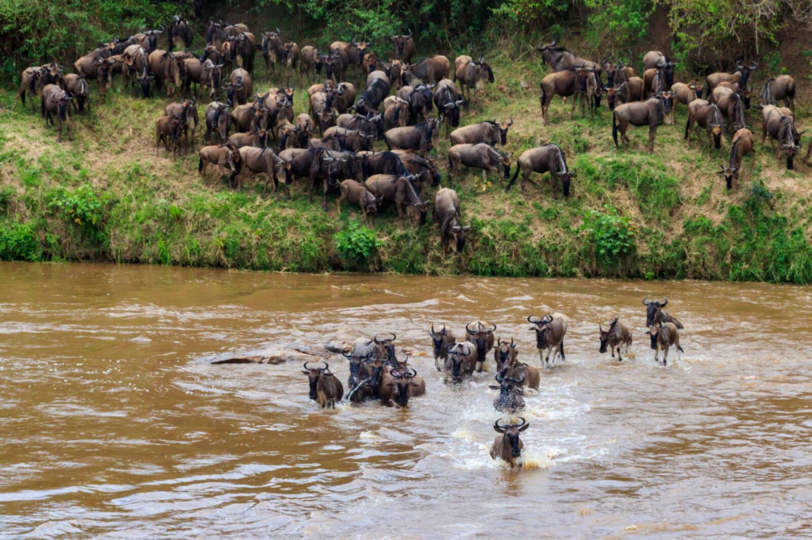 Serengeti Migration