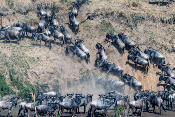 Serengeti Migration